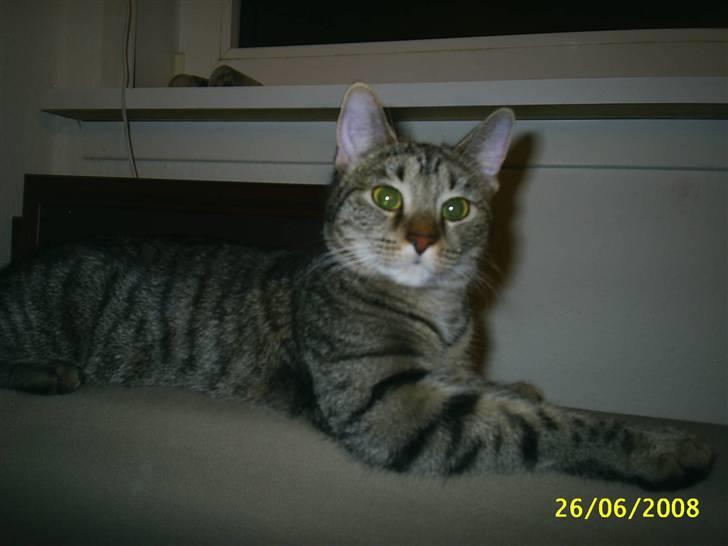 Huskat Tiger Lilli - hvad var det ?!?! billede 7