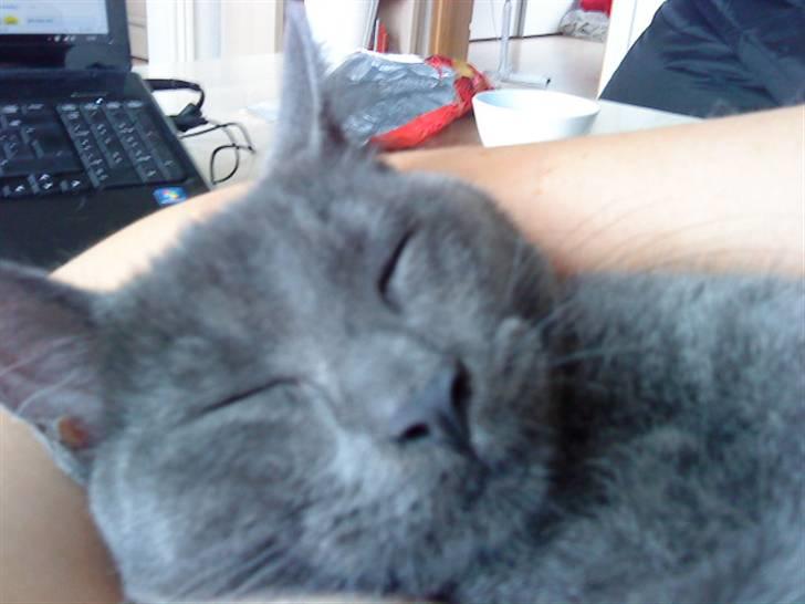 Huskat Alma  billede 1