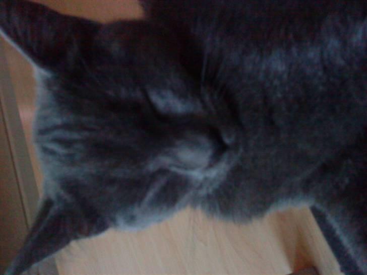 Huskat Alma  billede 2