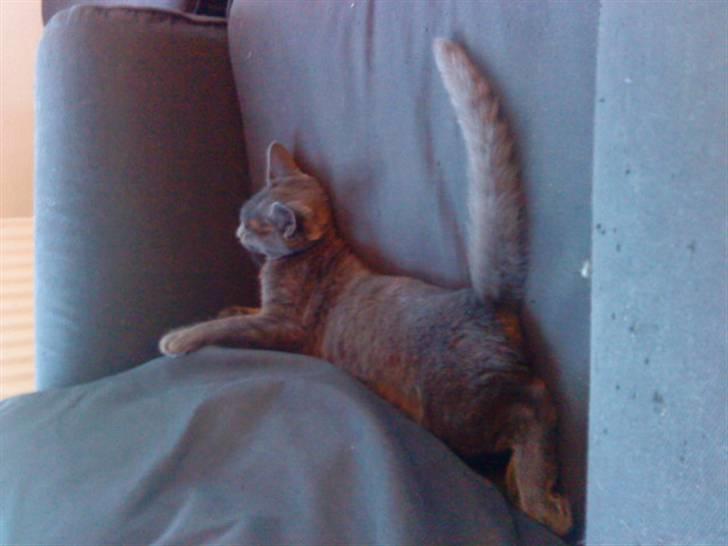 Huskat Alma  billede 3