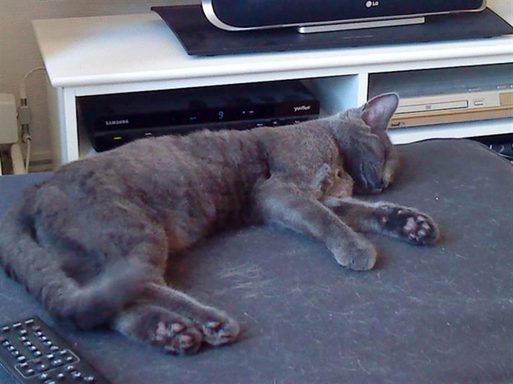 Huskat Alma  billede 4