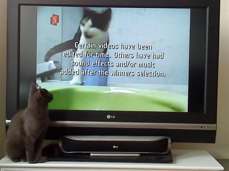 Huskat Alma  - Lille Alma foran de store fjernsyn (:  billede 5