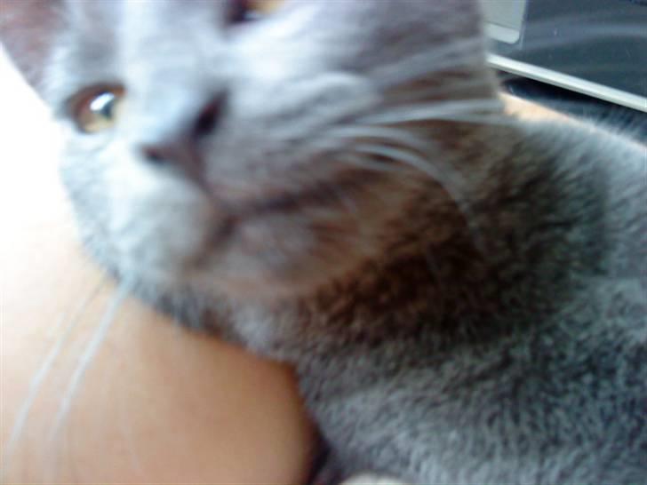 Huskat Alma  billede 6