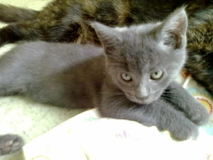 Huskat Alma  billede 7