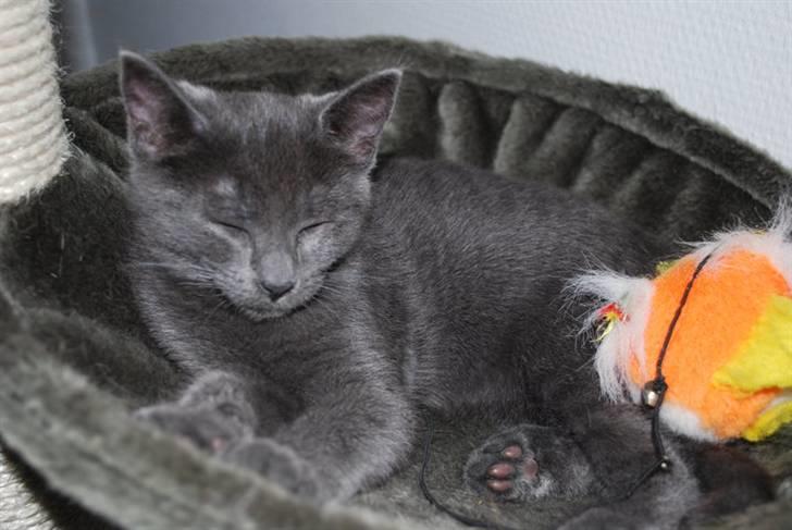 Huskat Alma  billede 8