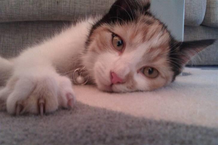 Huskat Silke billede 6