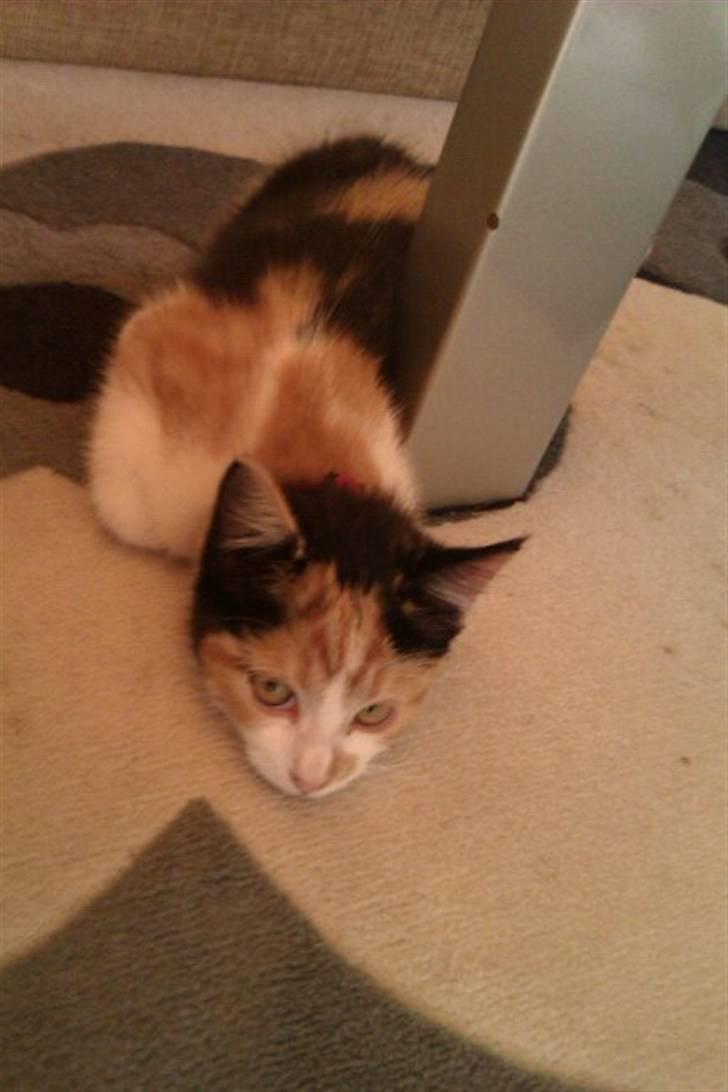 Huskat Silke billede 7