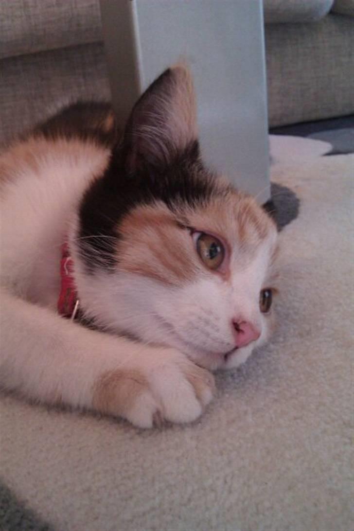 Huskat Silke billede 8