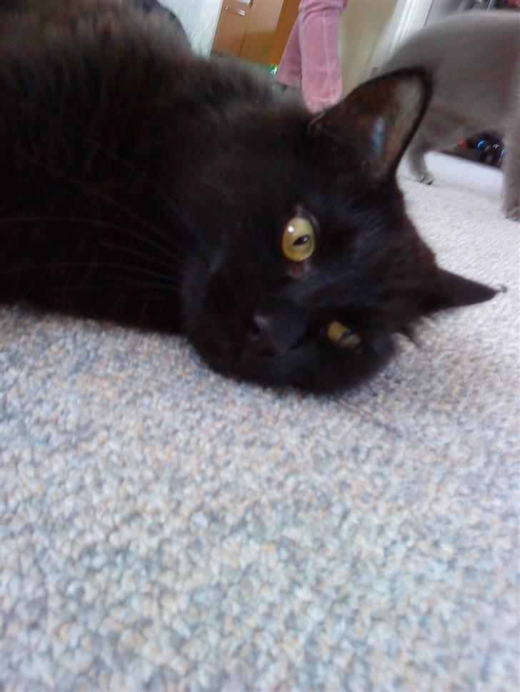 Norsk Skovkat Mufassa billede 15