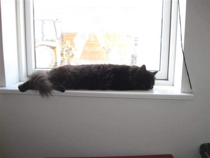 Norsk Skovkat Mufassa billede 16