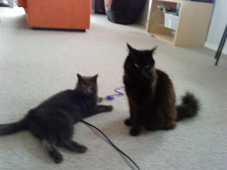 Norsk Skovkat Mufassa billede 17