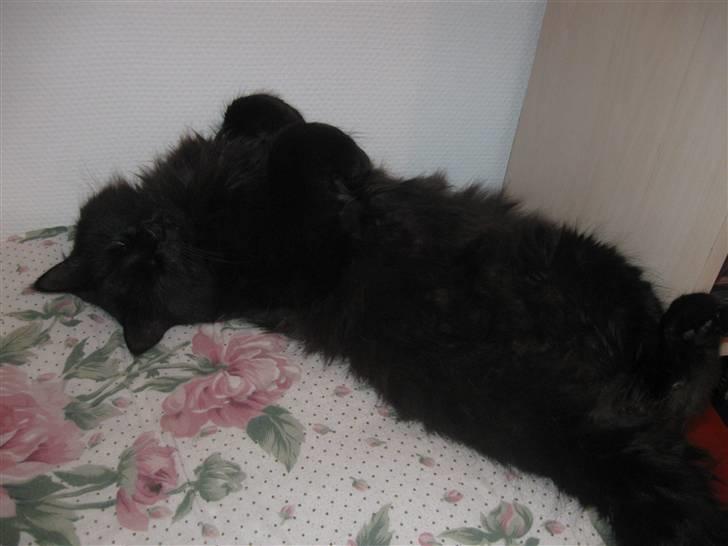 Norsk Skovkat Mufassa billede 18