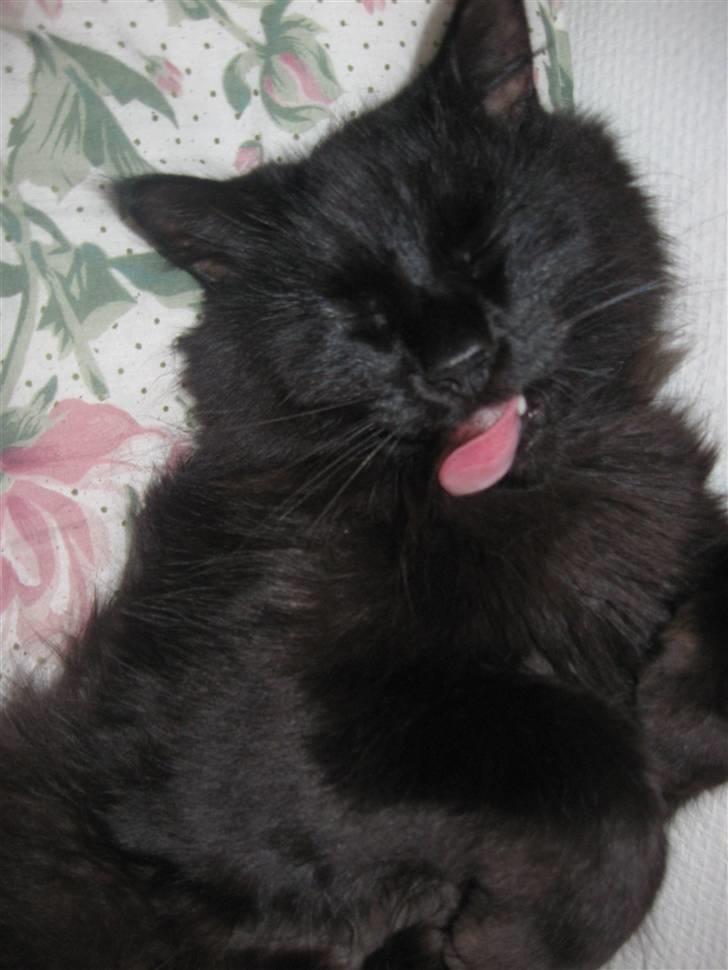 Norsk Skovkat Mufassa billede 19