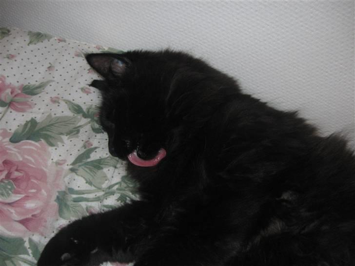 Norsk Skovkat Mufassa billede 20