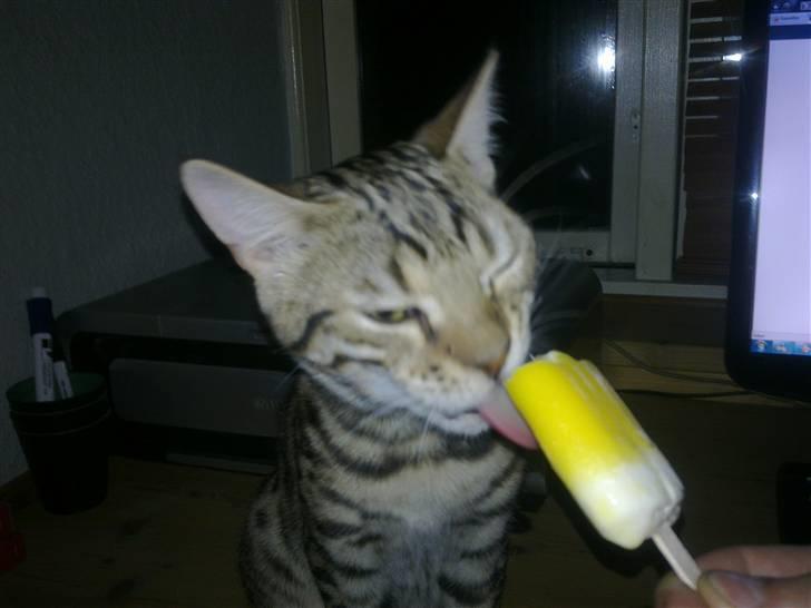 Bengal Speedy billede 12