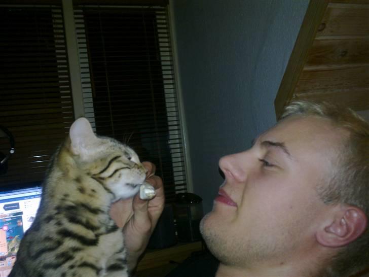 Bengal Speedy billede 13