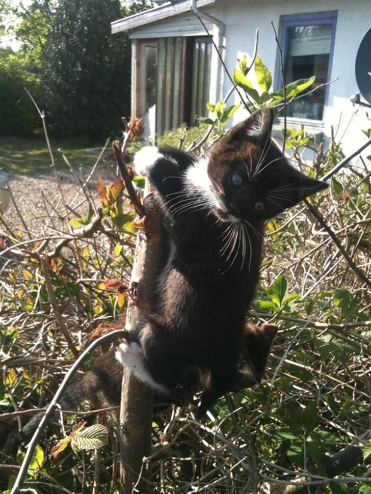 Huskat Laban billede 1