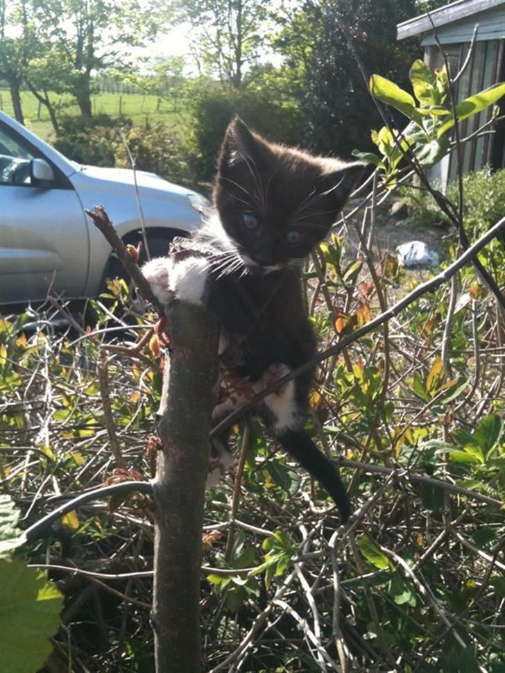 Huskat Laban billede 2