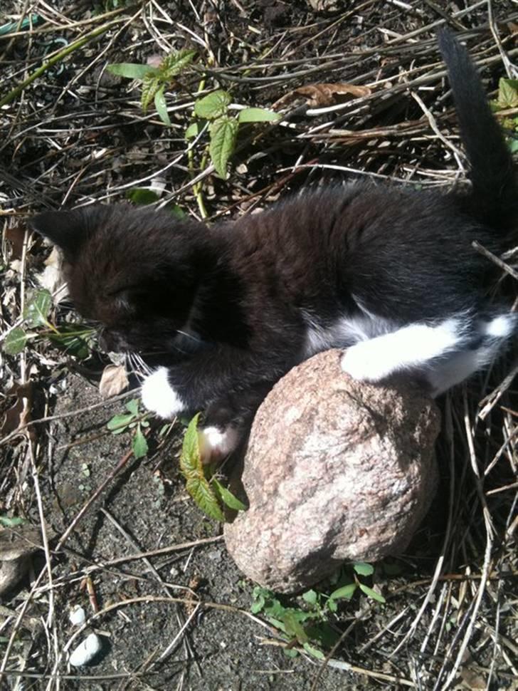 Huskat Laban billede 3