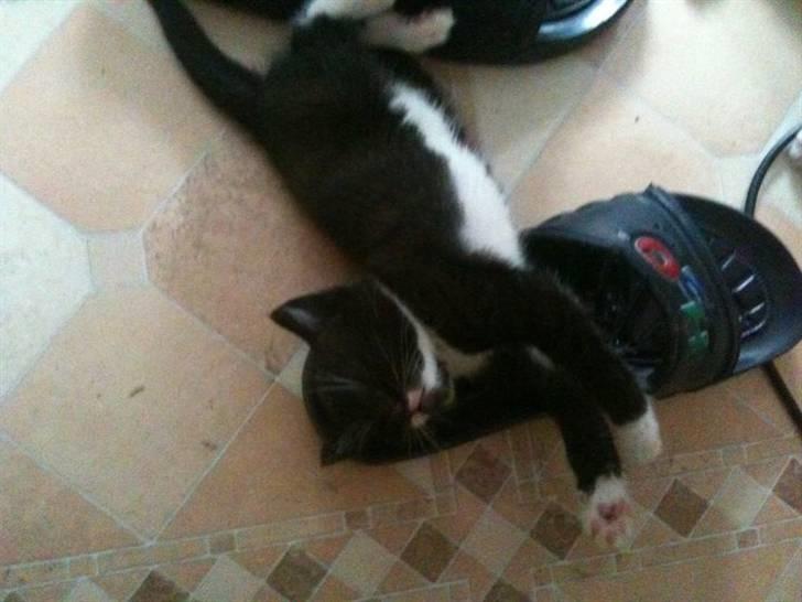 Huskat Laban billede 4