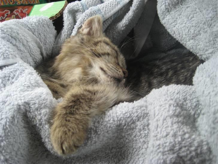 Huskat kika - på vej hjem fra østrig billede 1