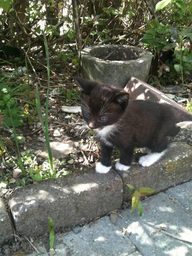 Huskat Laban billede 5