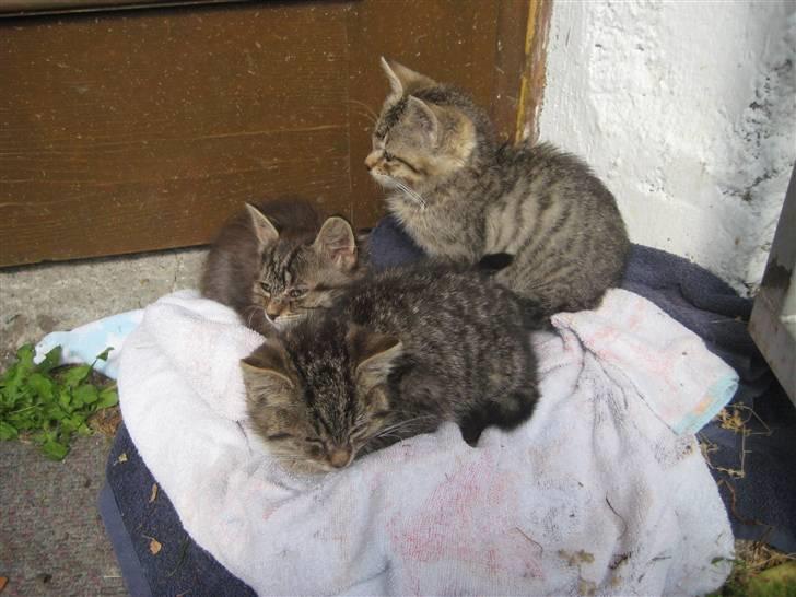 Huskat kika - mig og mine søskende i østrig billede 2