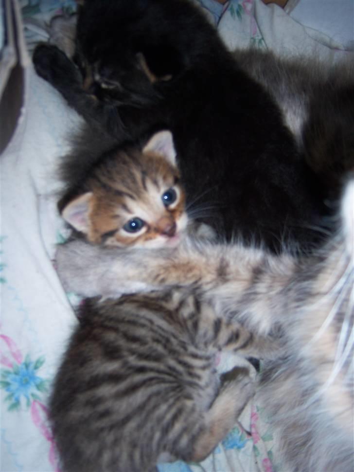 Blanding af racer TRILLE - ligger lige og putter ved mor billede 12