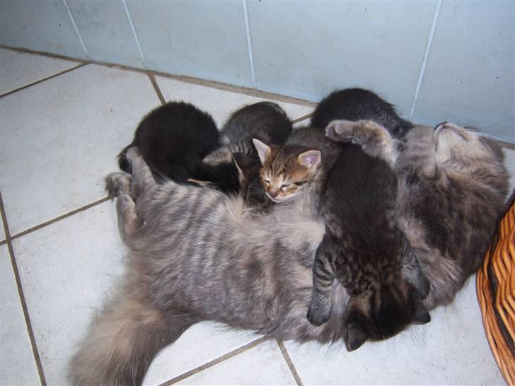 Blanding af racer TRILLE - ja efter en omgang mad tager det godt på killingerne billede 13