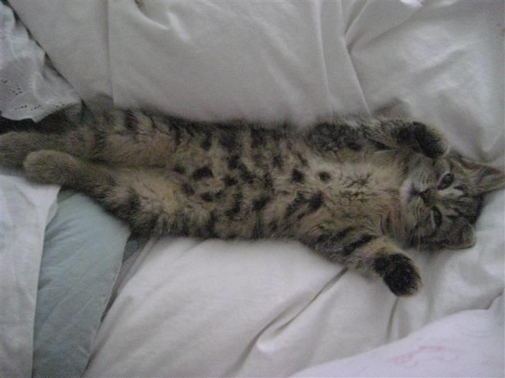 Huskat kika - aah dejligt billede 3