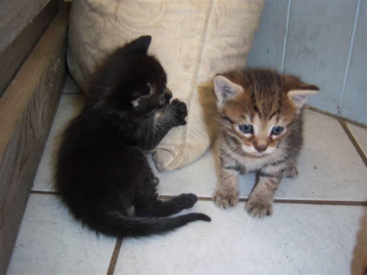 Blanding af racer TRILLE - vi elsker og lege billede 14