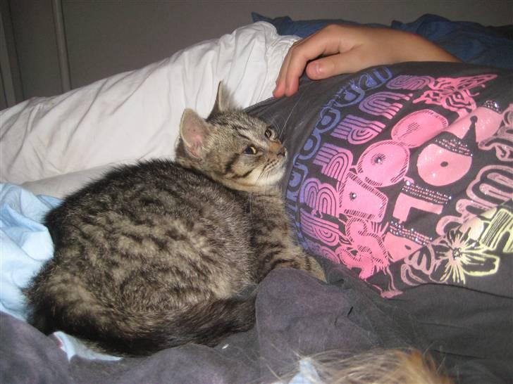 Huskat kika billede 4