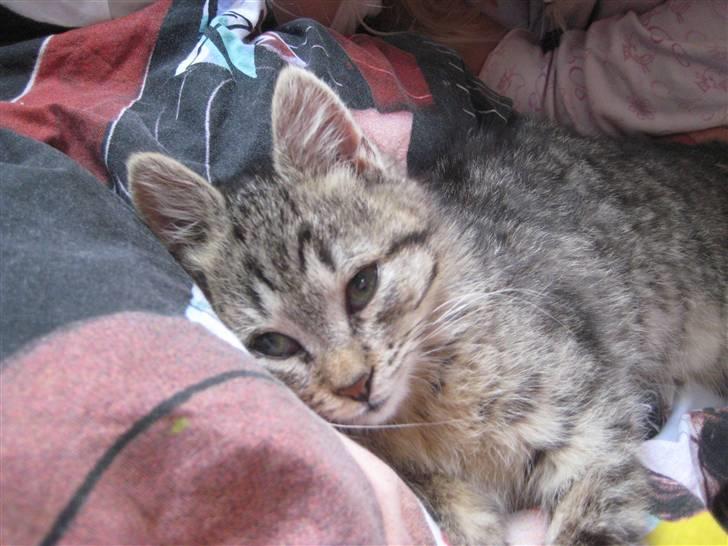 Huskat kika - er jeg ik sød billede 5