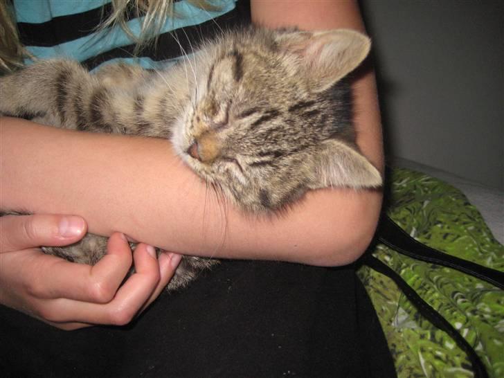 Huskat kika billede 6