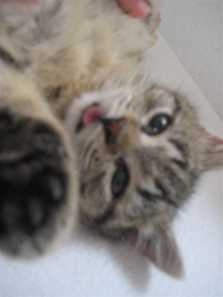 Huskat kika - jeg rækker tunge billede 8