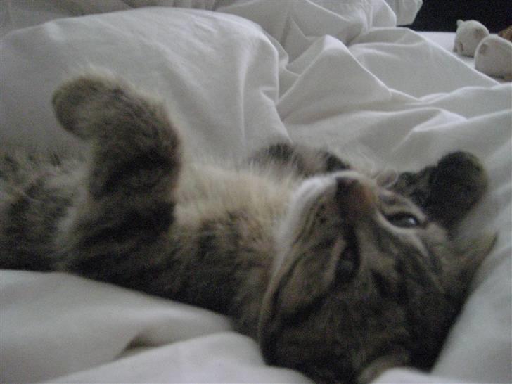 Huskat kika - ahh... billede 9