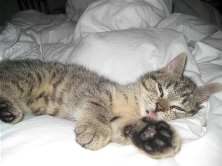 Huskat kika - ahh dejligt billede 10