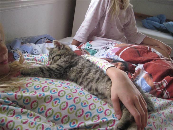 Huskat kika billede 11