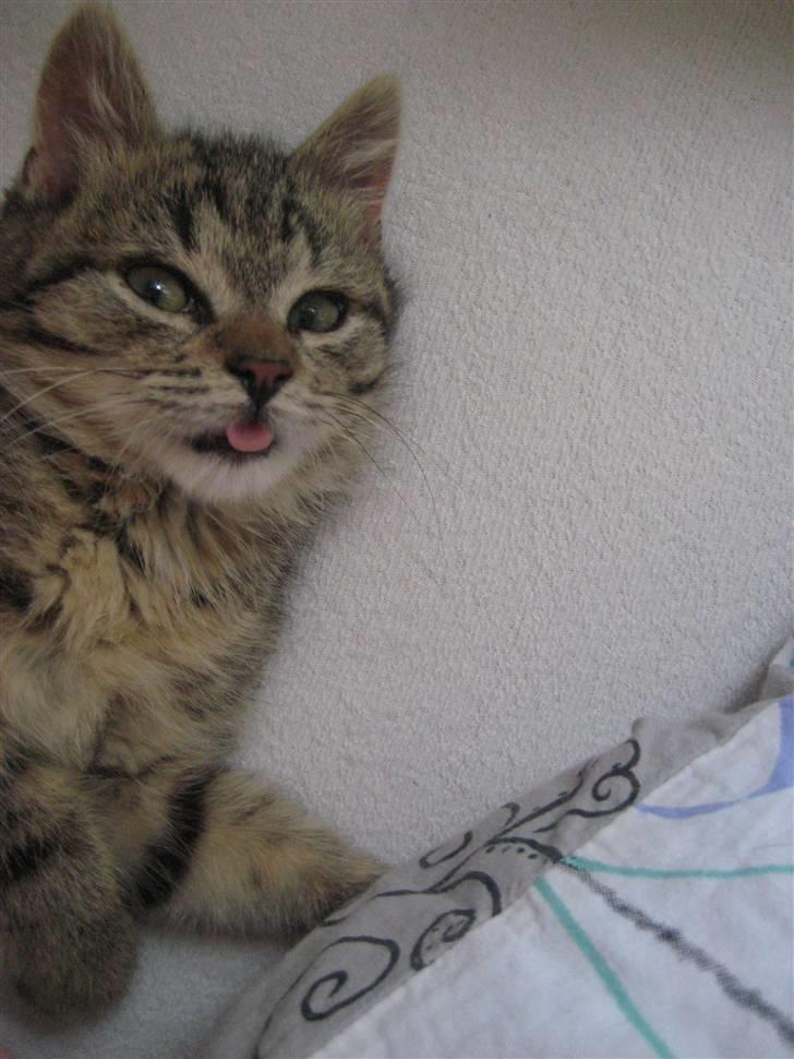 Huskat kika - rækker tunge til dig billede 12