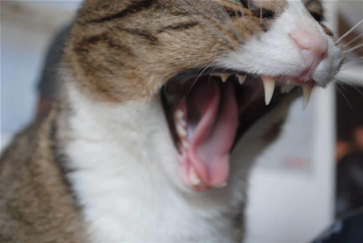 Huskat Tvist billede 6