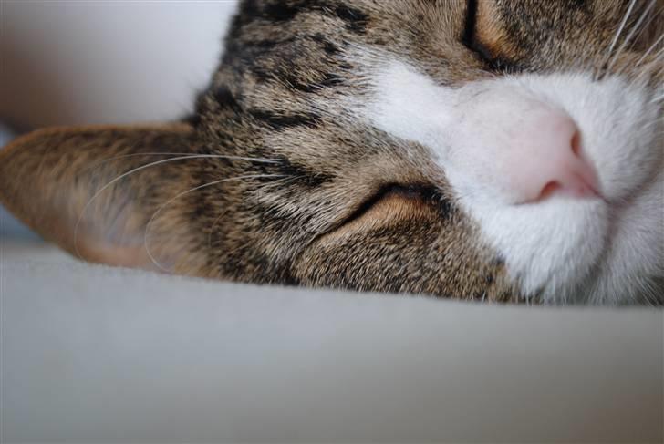 Huskat Tvist billede 7