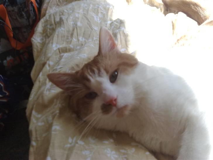 Blanding af racer Mikkel  billede 2