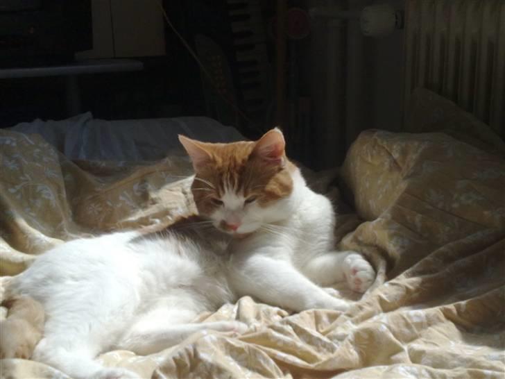 Blanding af racer Mikkel  billede 3