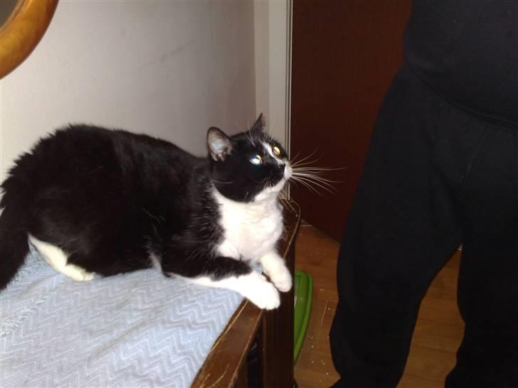 Huskat MIS - Får lige en kam gennem pelsen af farmand billede 14