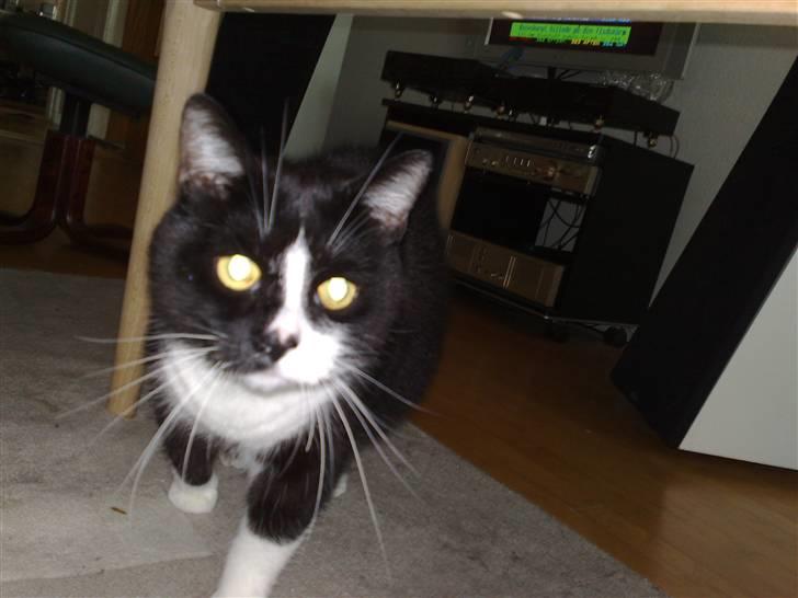 Huskat MIS - " Hej du" billede 15