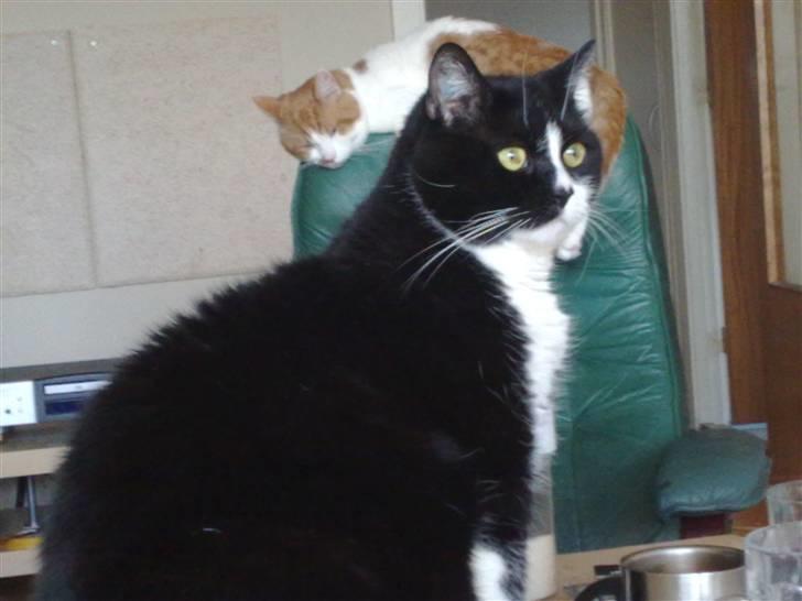 Huskat MIS - Opmærksom billede 16