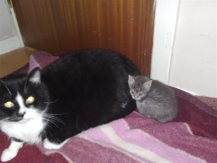 Huskat MIS - Mis og Luna billede 17