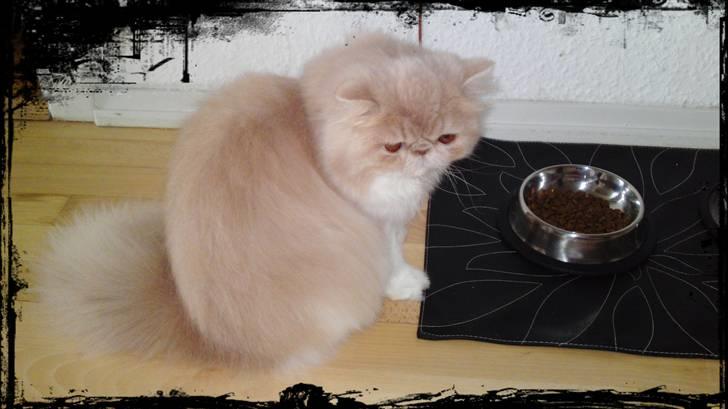 Perser Honey billede 3