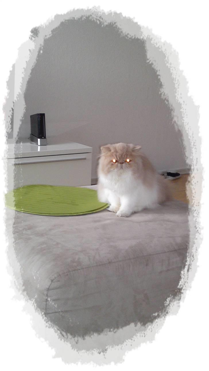 Perser Honey billede 6