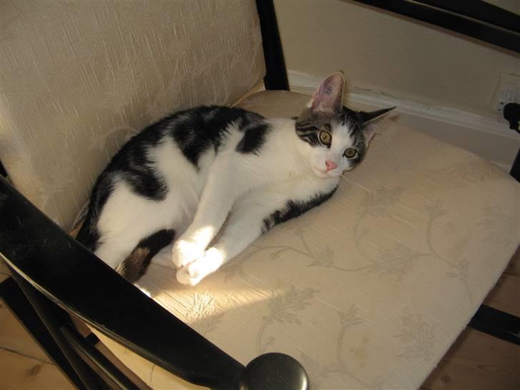 Huskat Sofus - Bedste soveplads billede 10